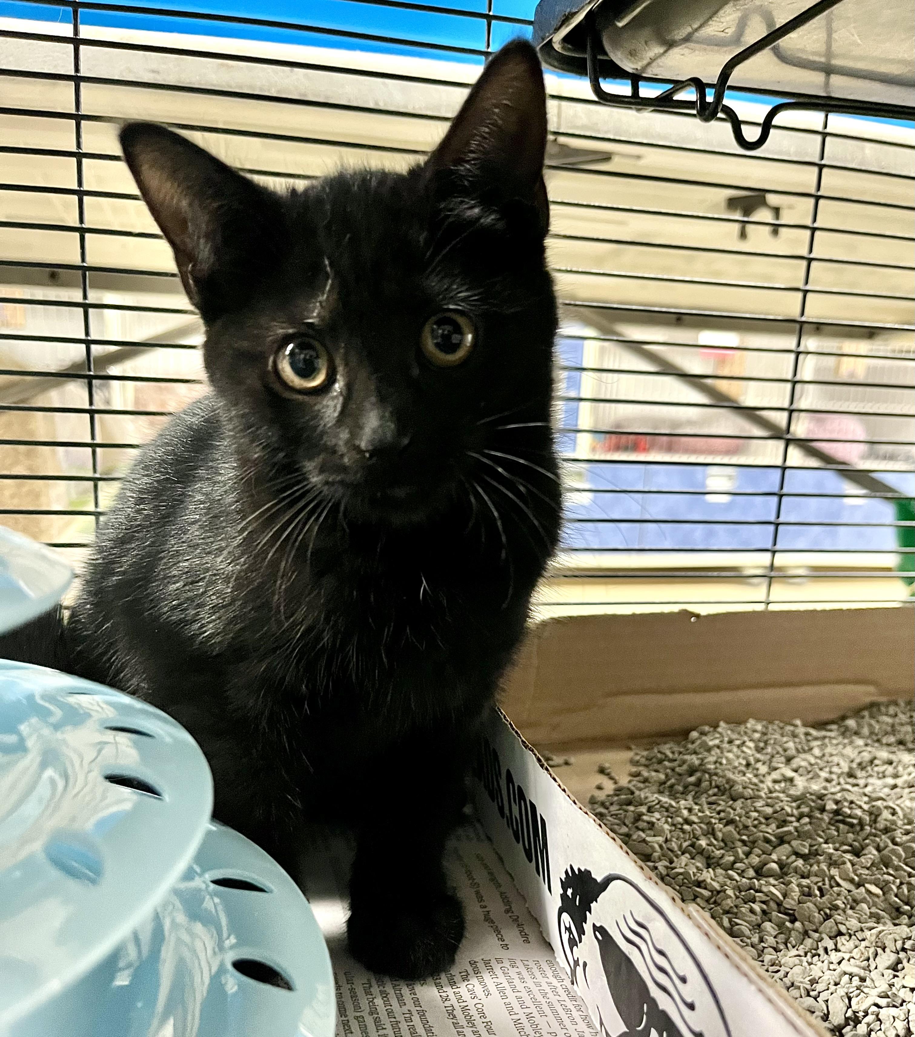 Hummingbird thumbnail 2