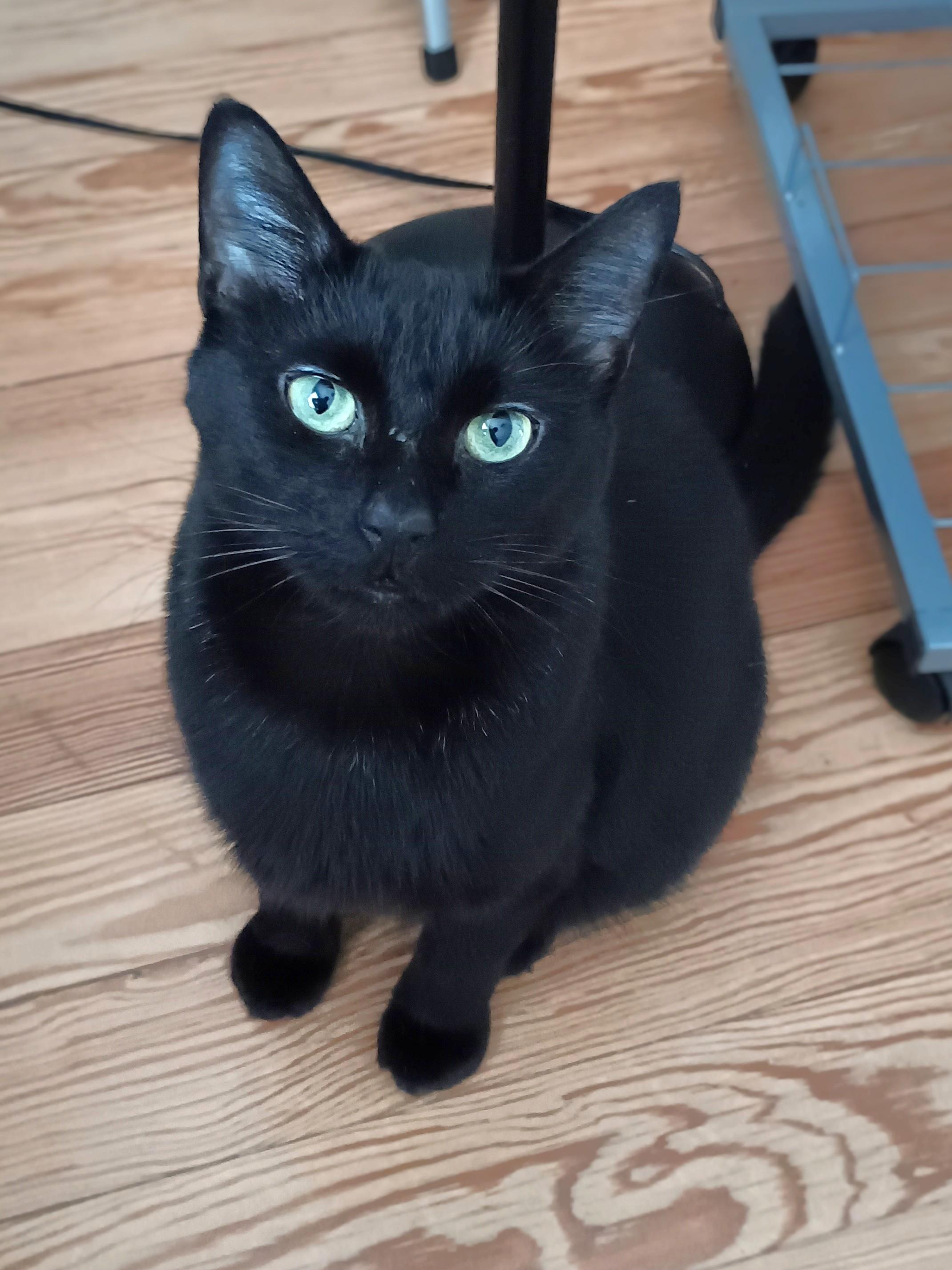 Lala, ADOPTABLE, Adult Female Bombay.