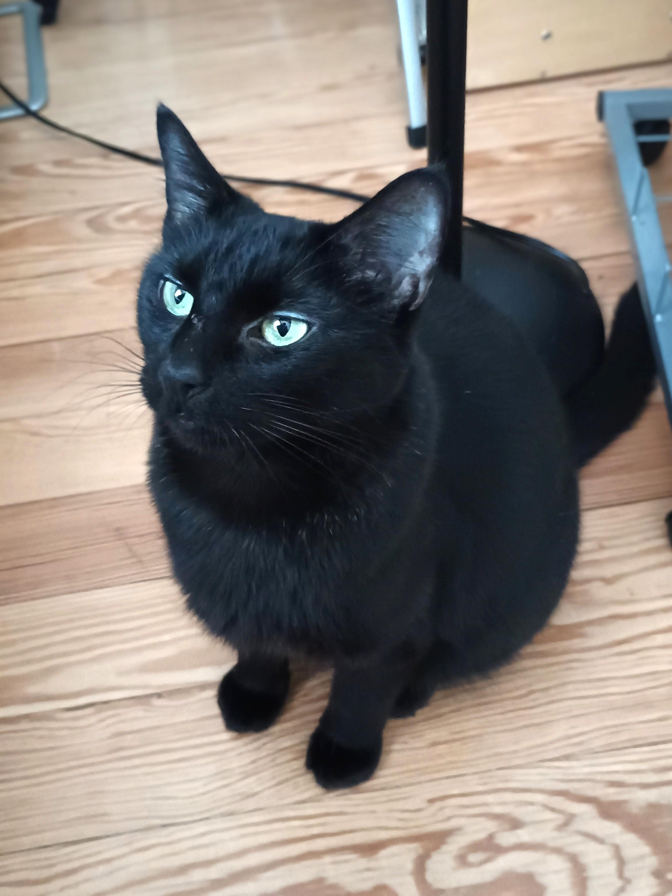 Lala, a ADOPTABLE Bombay in Medford, MA image 5/5