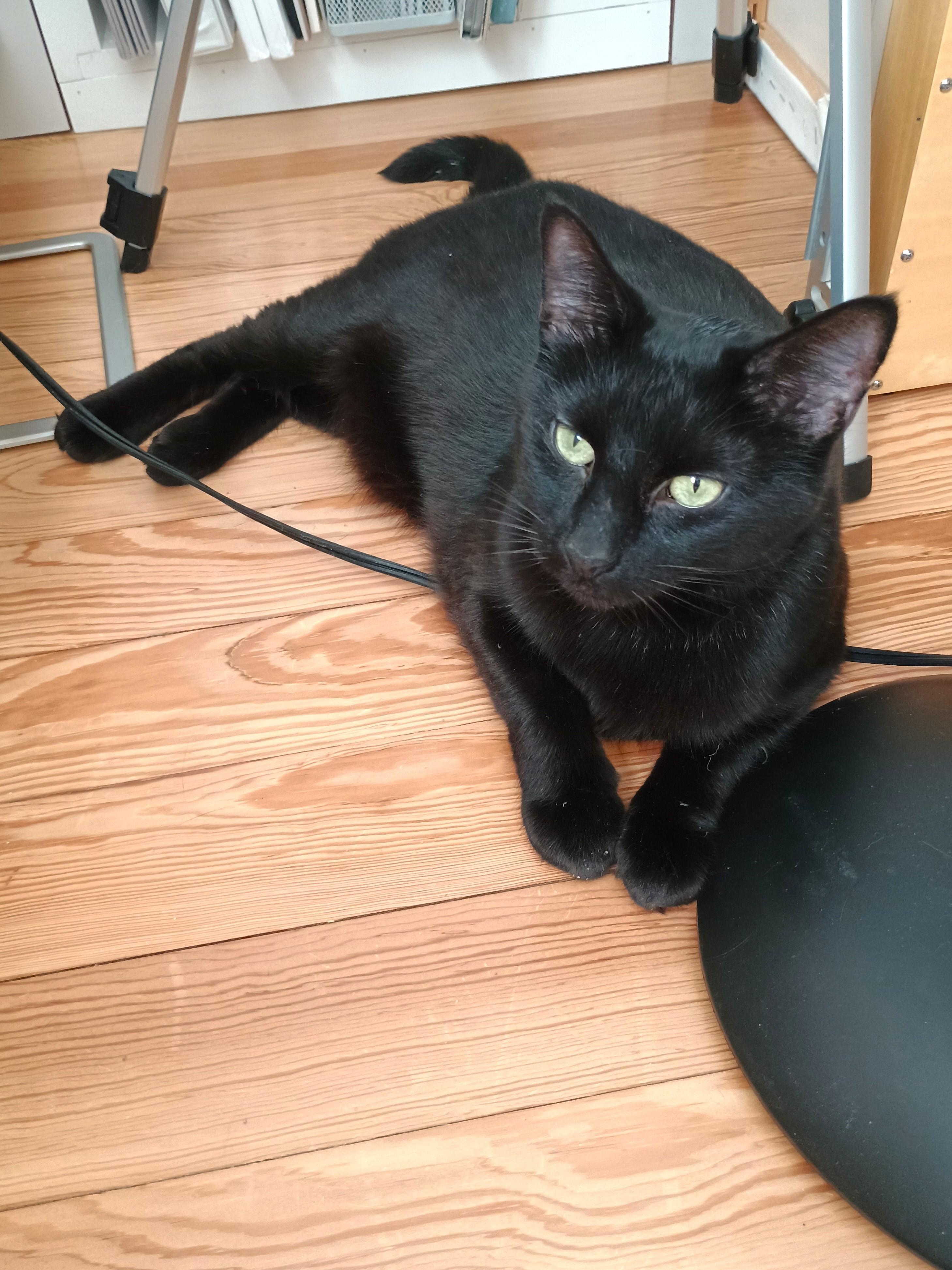 Lala, a ADOPTABLE Bombay in Medford, MA image 4/5