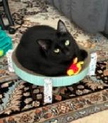 Lala, a ADOPTABLE Bombay in Medford, MA image 3/5