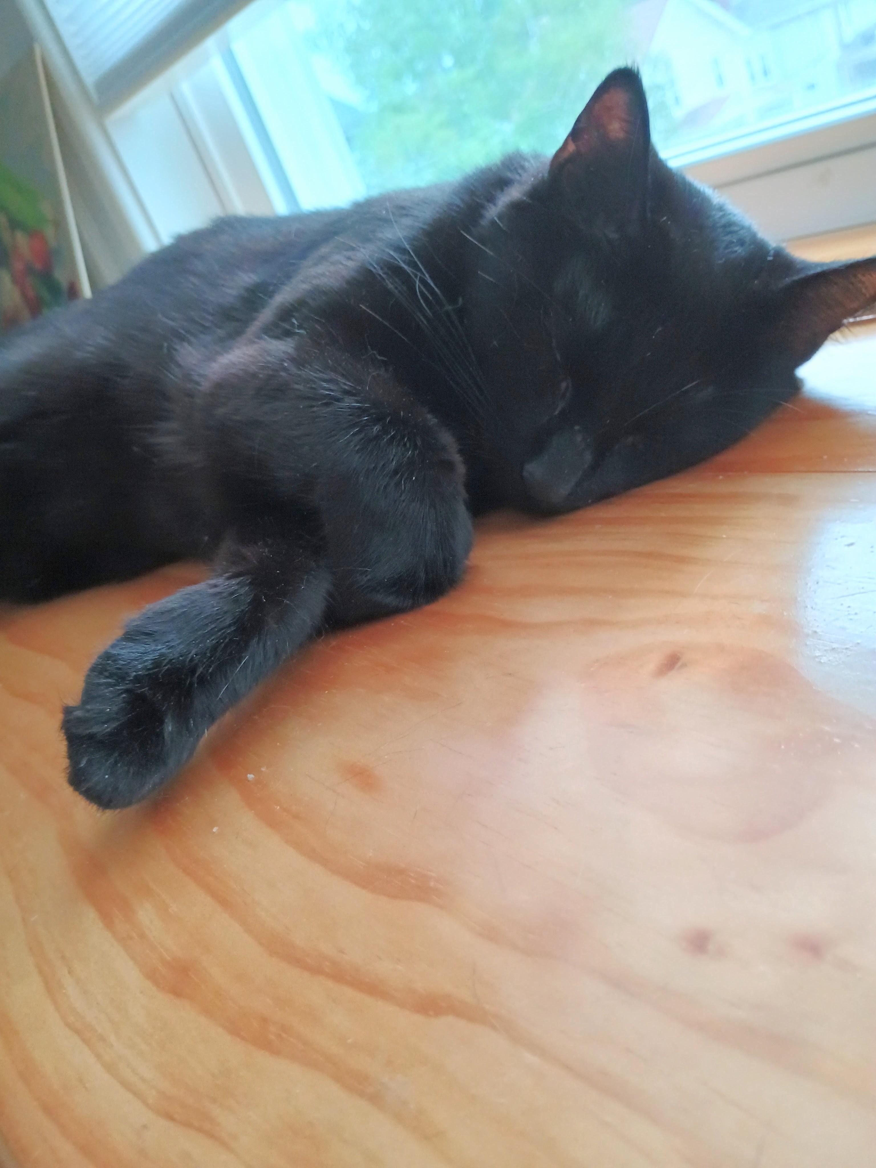 Lala, a ADOPTABLE Bombay in Medford, MA image 2/5