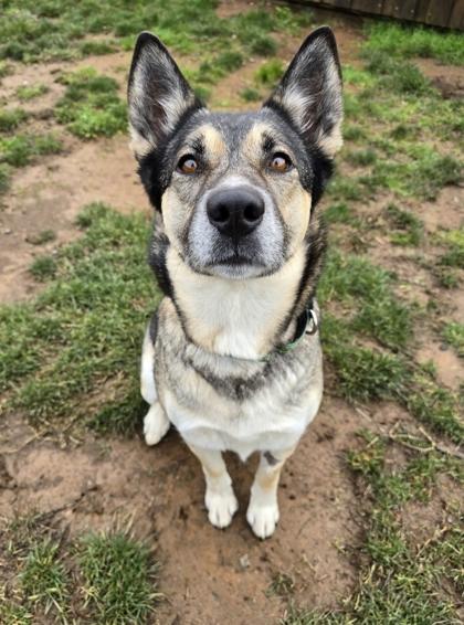 Story, Adoptable, Adult Female Mixed Breed & Mixed Breed.