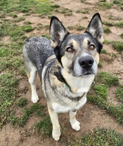 Enlarge Story, a Adoptable mixed breed in Eugene, OR image 2/3