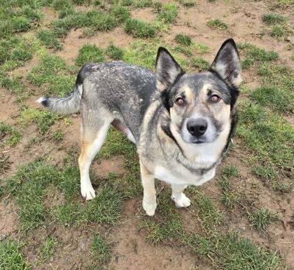 Enlarge Story, a Adoptable mixed breed in Eugene, OR image 3/3