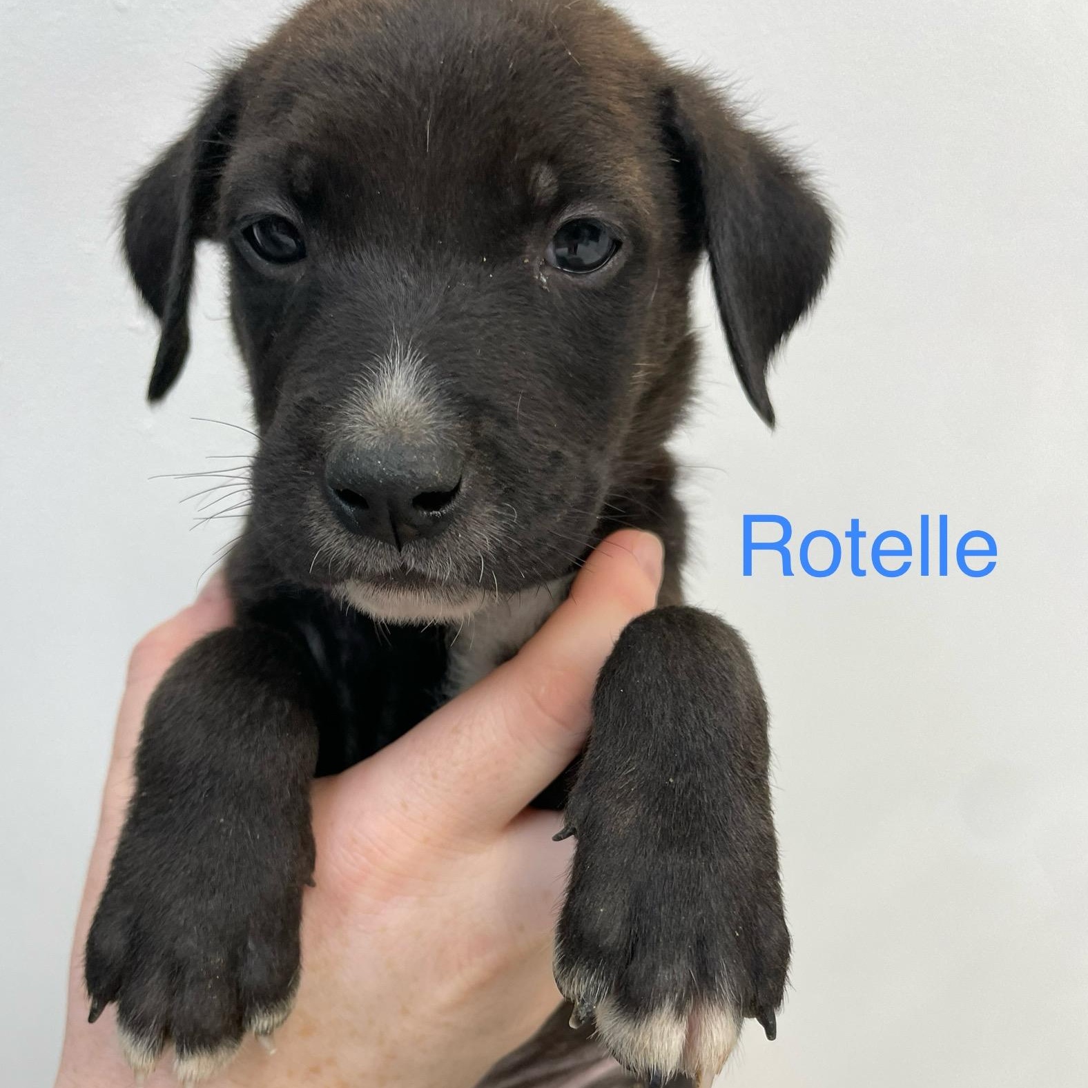 Rotelle