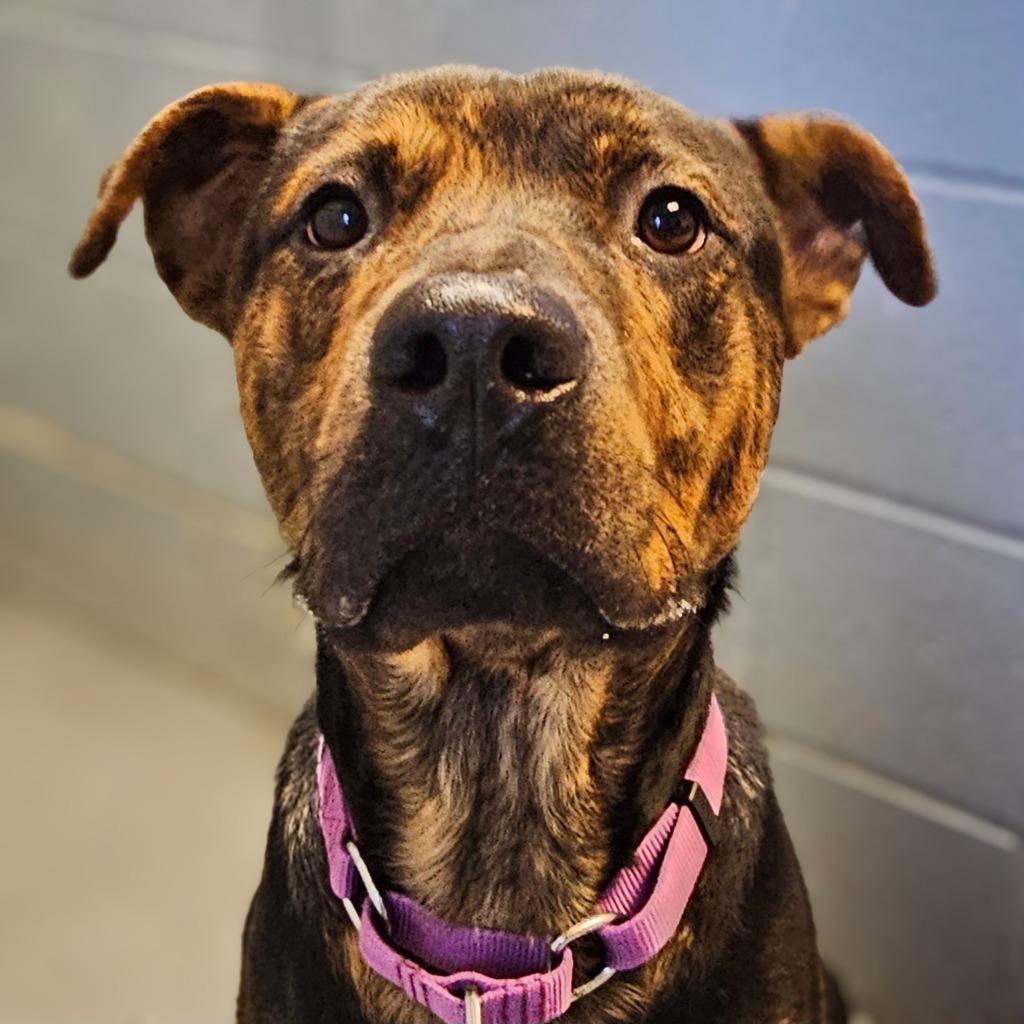 Enlarge Billy Joel, a Adoptable mixed breed in Barron, WI image 1/1