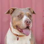 Enlarge Sabrina, a Adoptable mixed breed in Bloomsburg, PA image 1/1