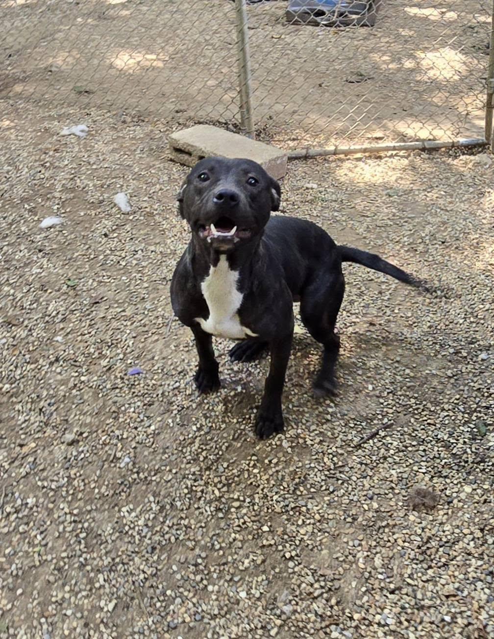 Enlarge Charlotte, a Adoptable mixed breed in Freeport, IL image 1/4