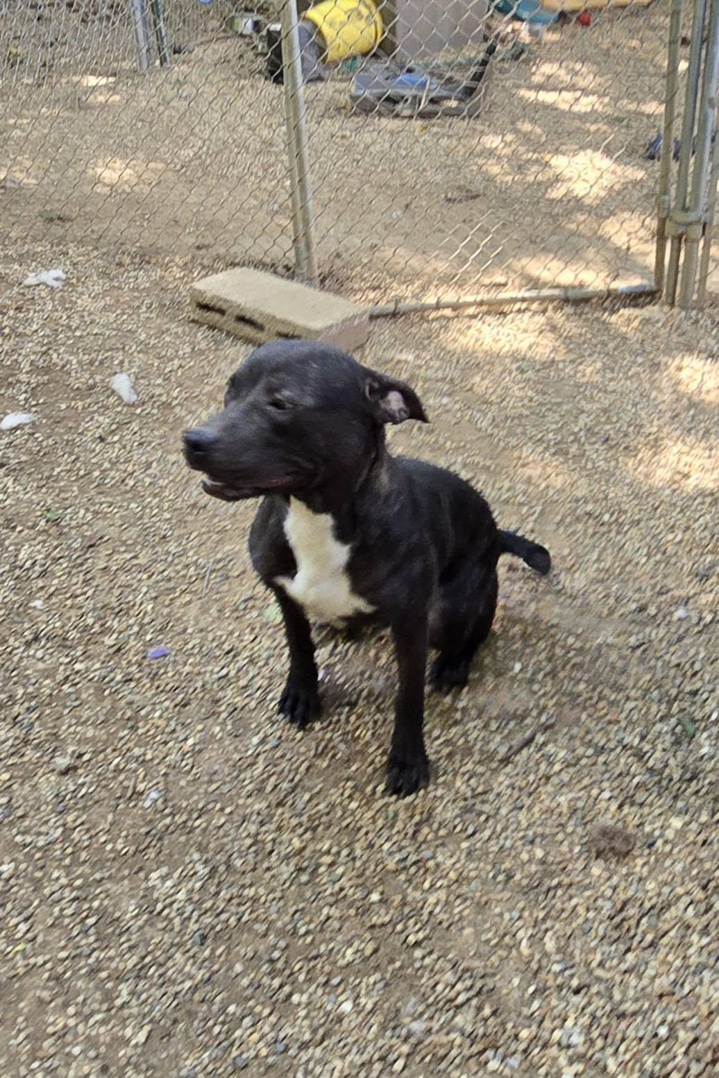 Enlarge Charlotte, a Adoptable mixed breed in Freeport, IL image 2/4