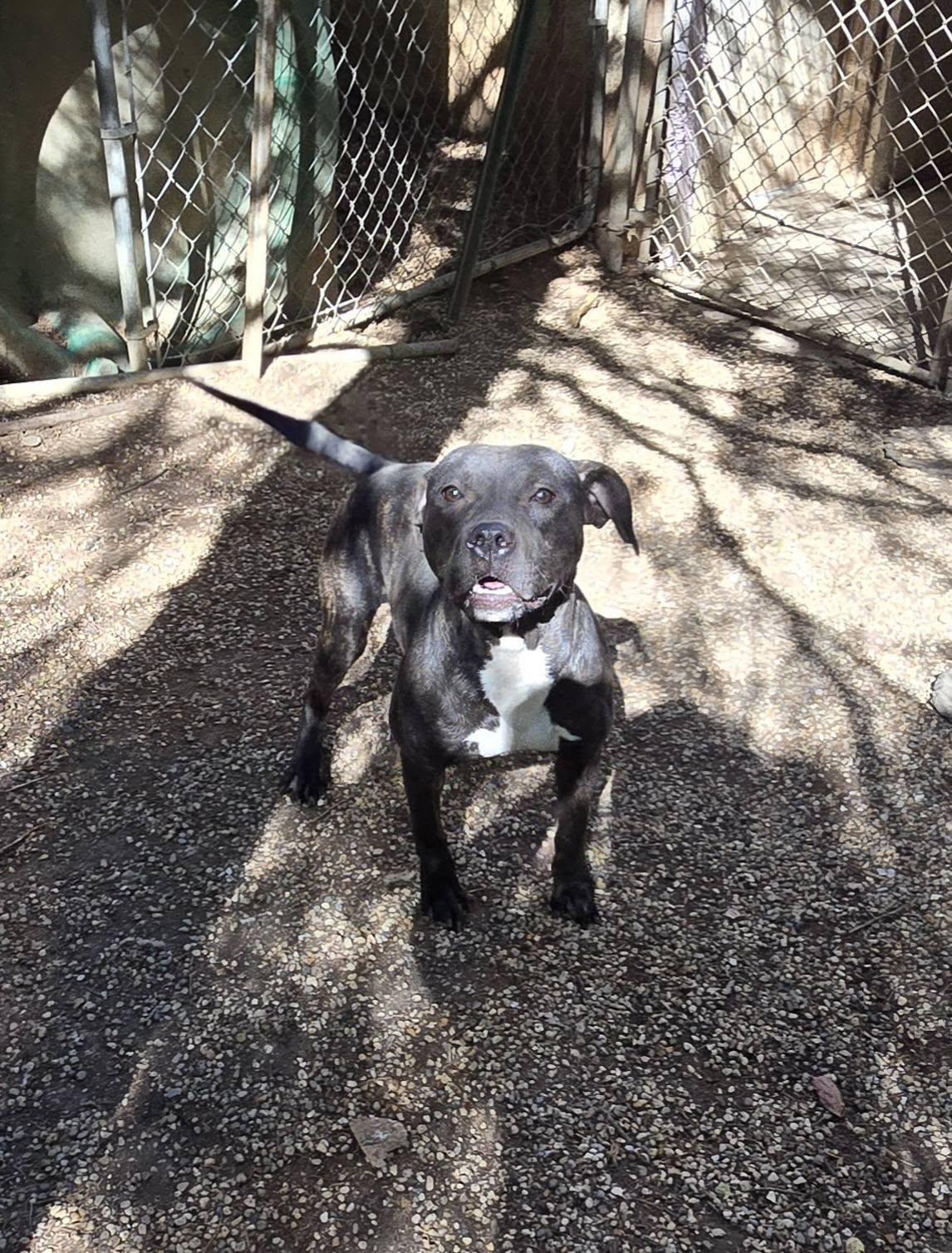 Enlarge Charlotte, a Adoptable mixed breed in Freeport, IL image 3/4