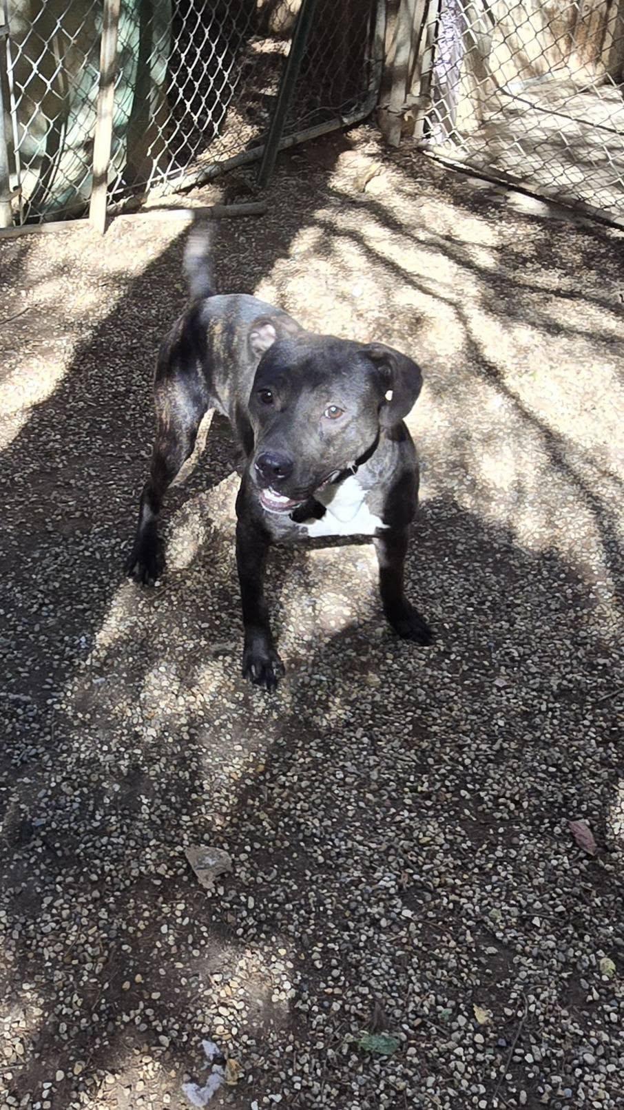 Enlarge Charlotte, a Adoptable mixed breed in Freeport, IL image 4/4