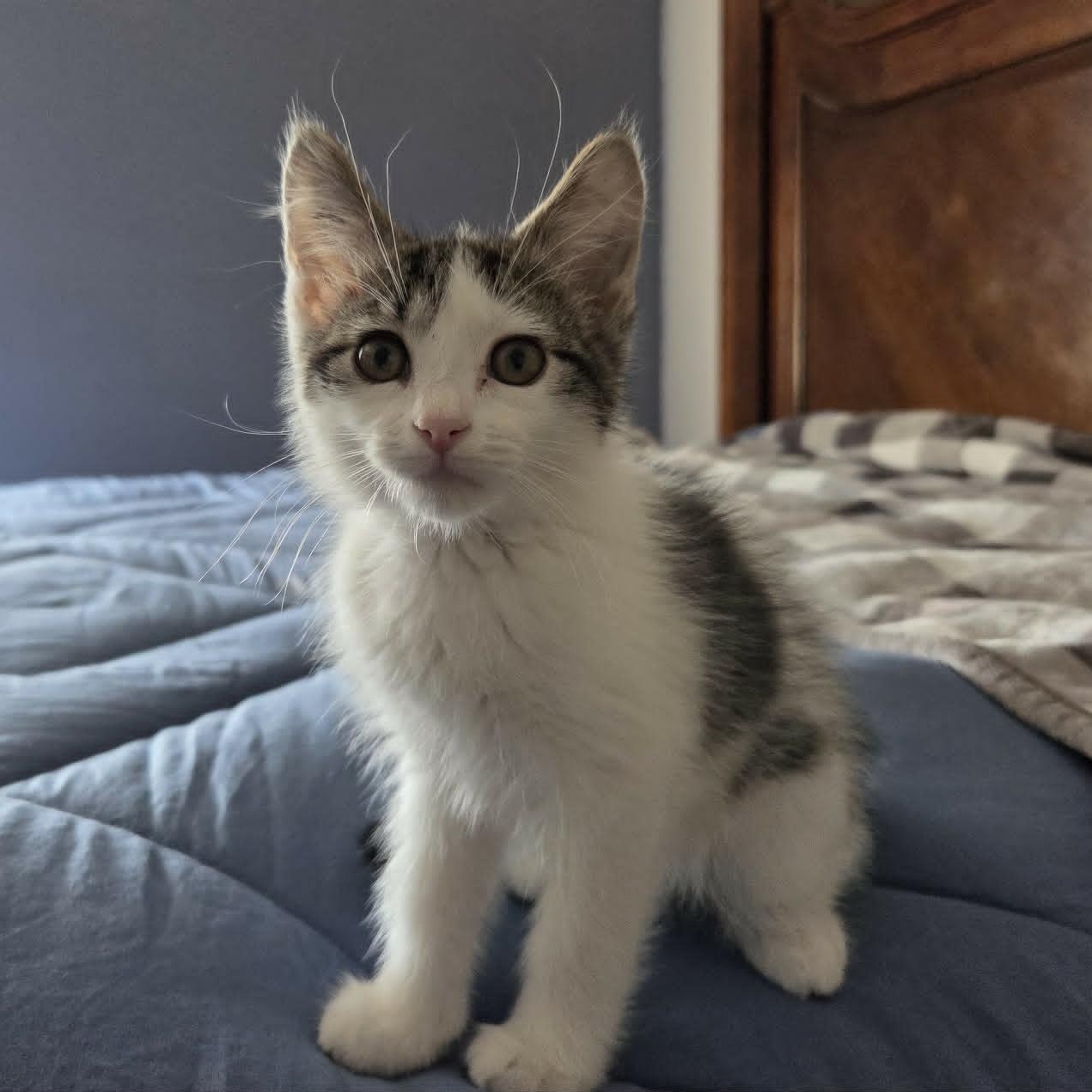 WASABI, an adopted Domestic Short Hair in Loveland, CO image 3/6