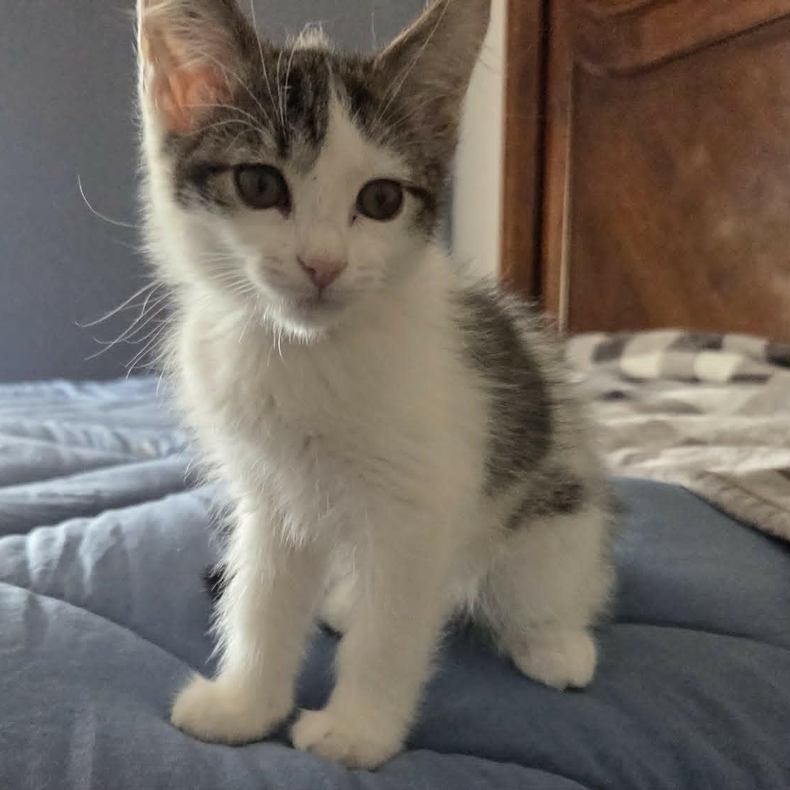 WASABI, an adopted Domestic Short Hair in Loveland, CO image 2/6