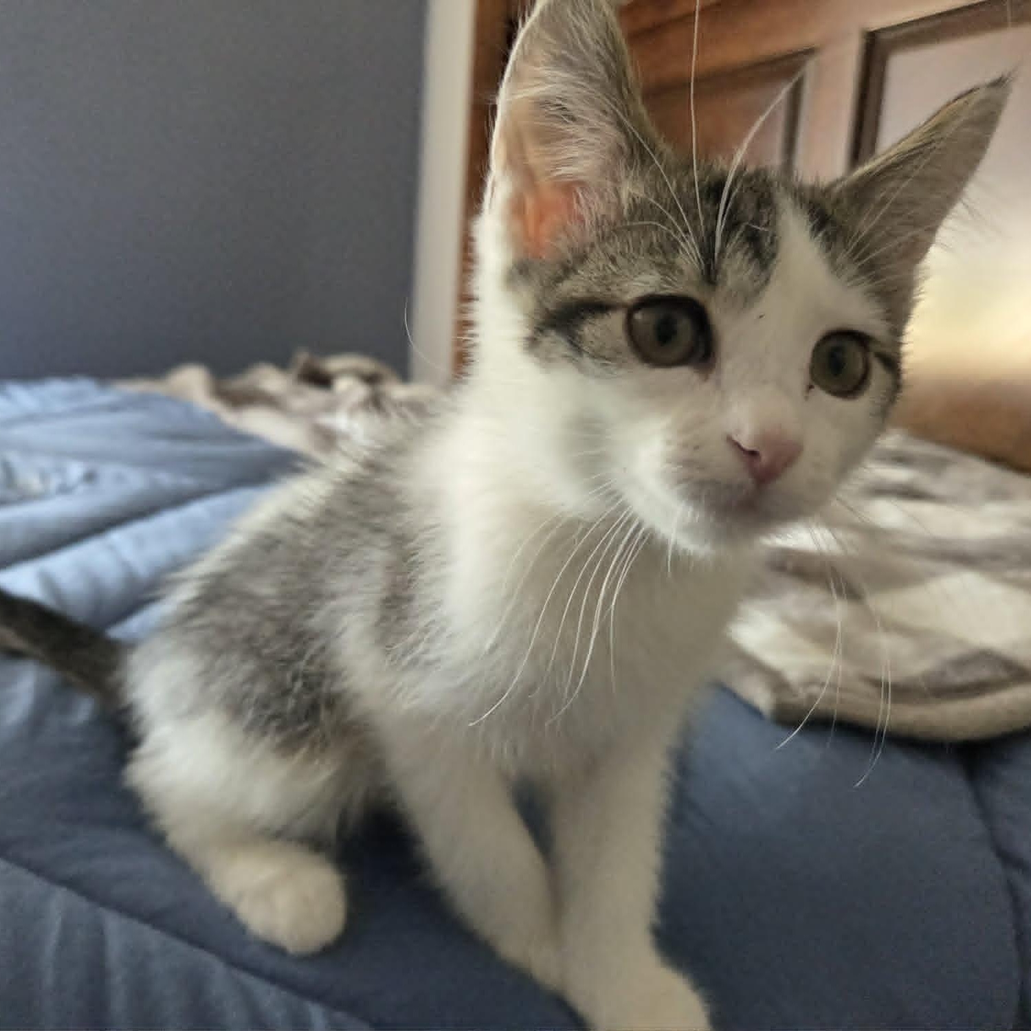 WASABI, an adopted Domestic Short Hair in Loveland, CO image 6/6