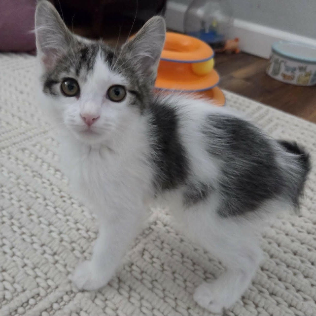 WASABI, adopted, Kitten Male Domestic Short Hair.