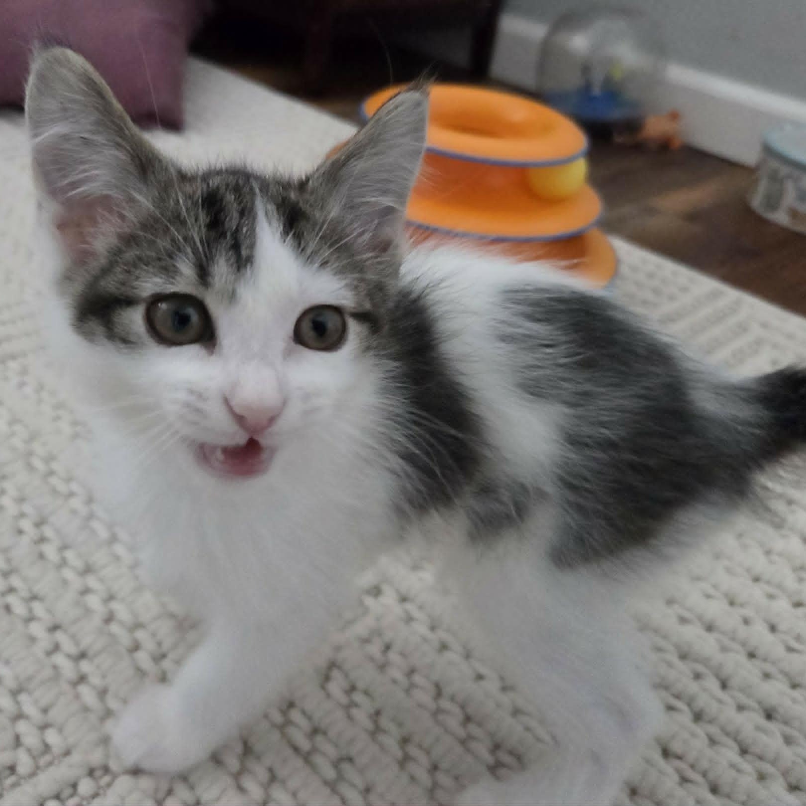 WASABI, an adopted Domestic Short Hair in Loveland, CO image 4/6
