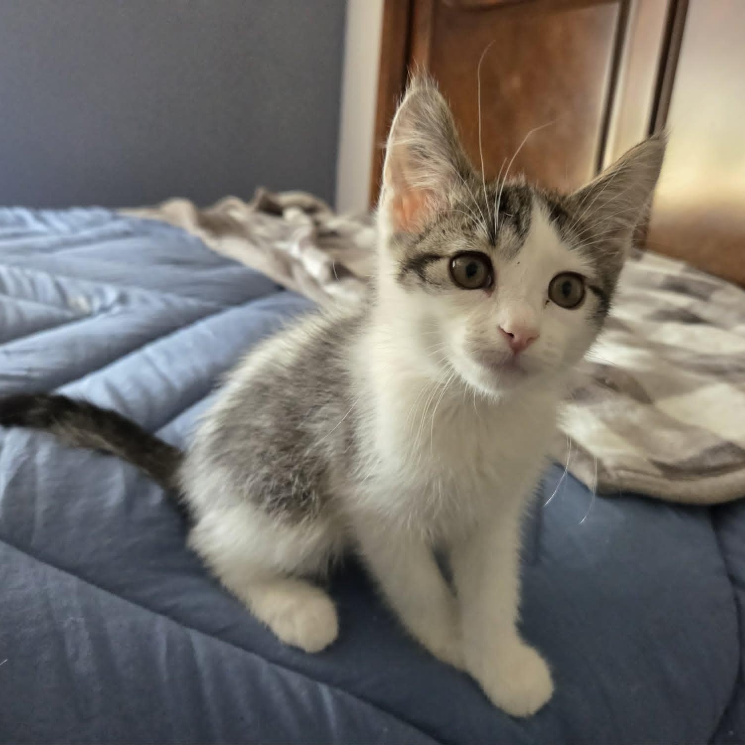 WASABI, an adopted Domestic Short Hair in Loveland, CO image 5/6