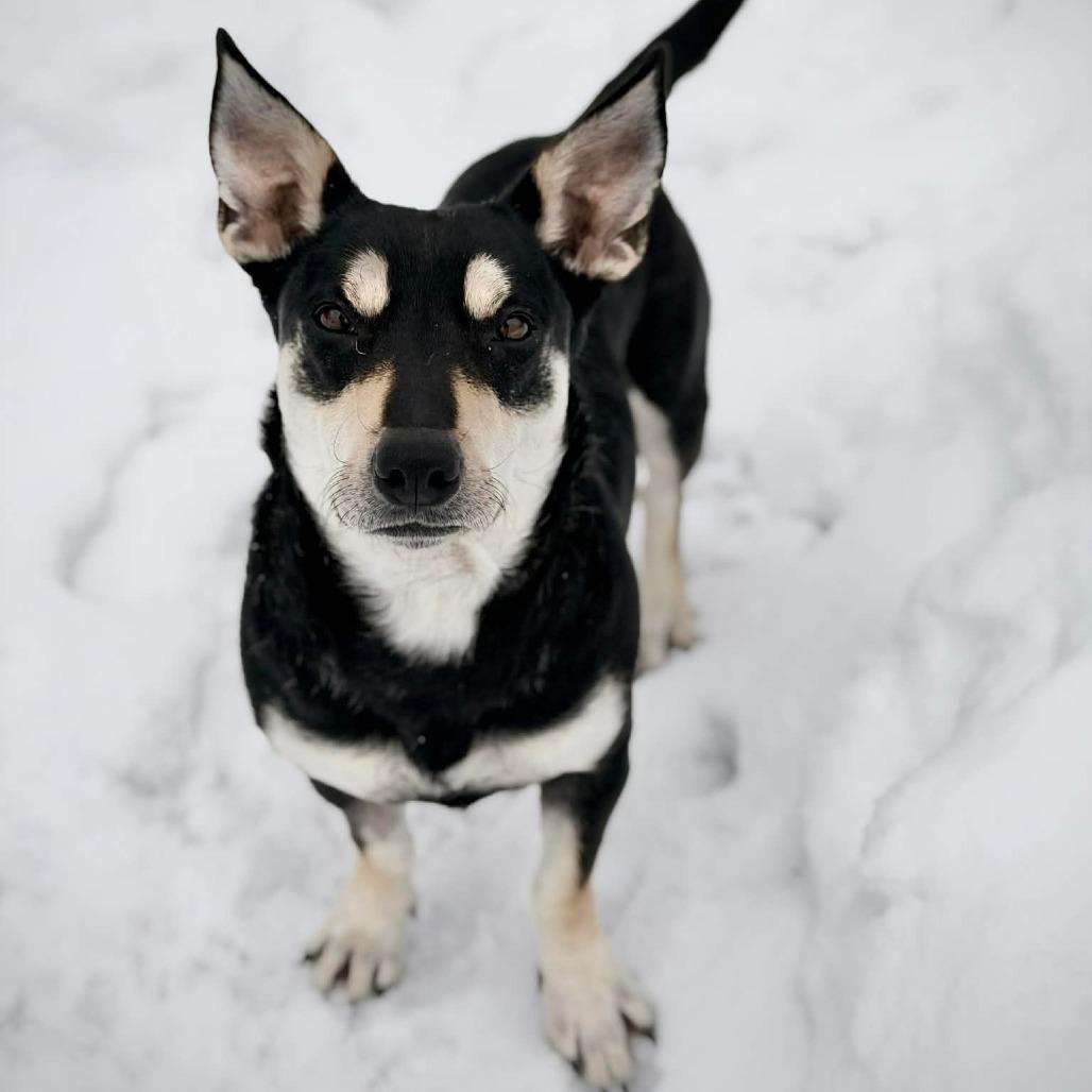 CT Calypso - 27lbs!, Adoptable, Adult Female Shepherd & Basset Hound.