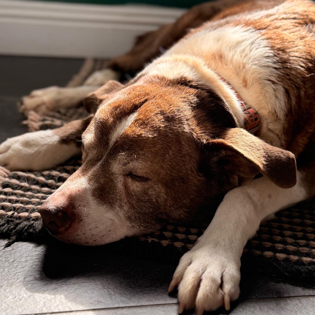 Sadie, Adoptable, Senior Female American Staffordshire Terrier.