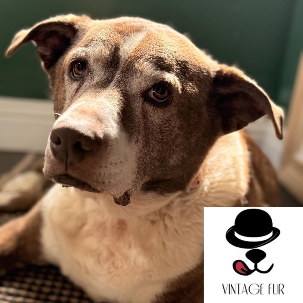 Sadie, a Adoptable American Staffordshire Terrier in Winston-Salem, NC image 2/2