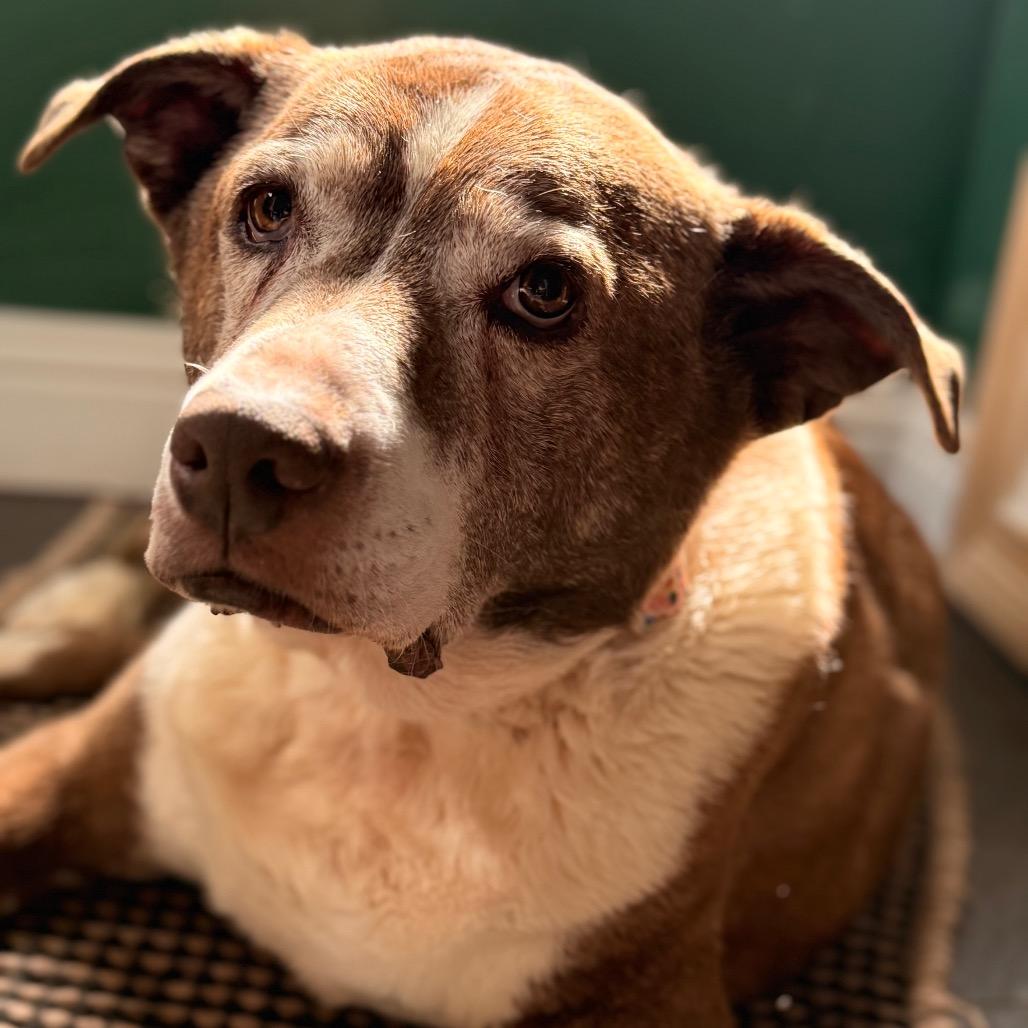 Enlarge Sadie, a Adoptable American Staffordshire Terrier in Winston-Salem, NC image 2/2