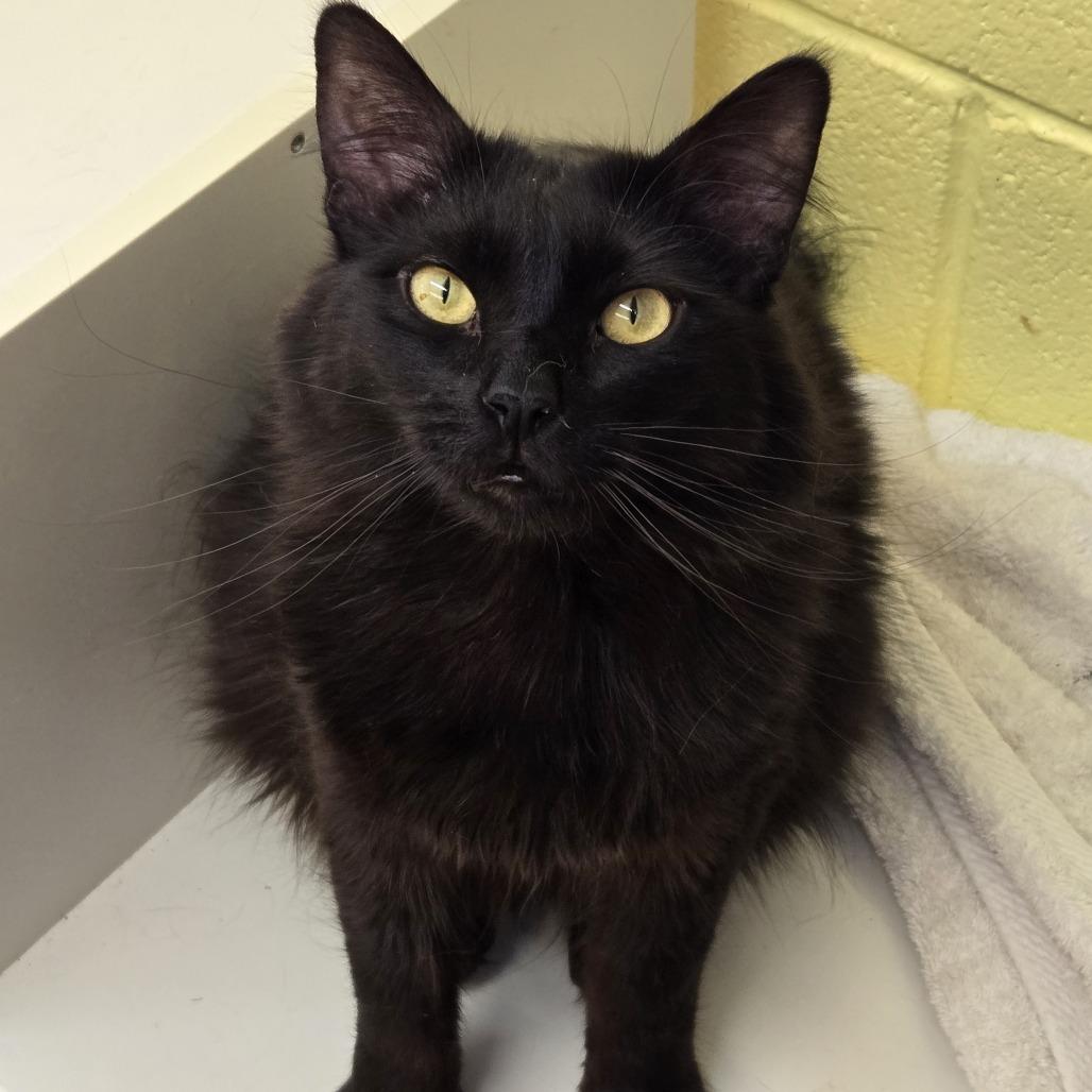 Dustin, Adoptable, Young Male Domestic Short Hair.