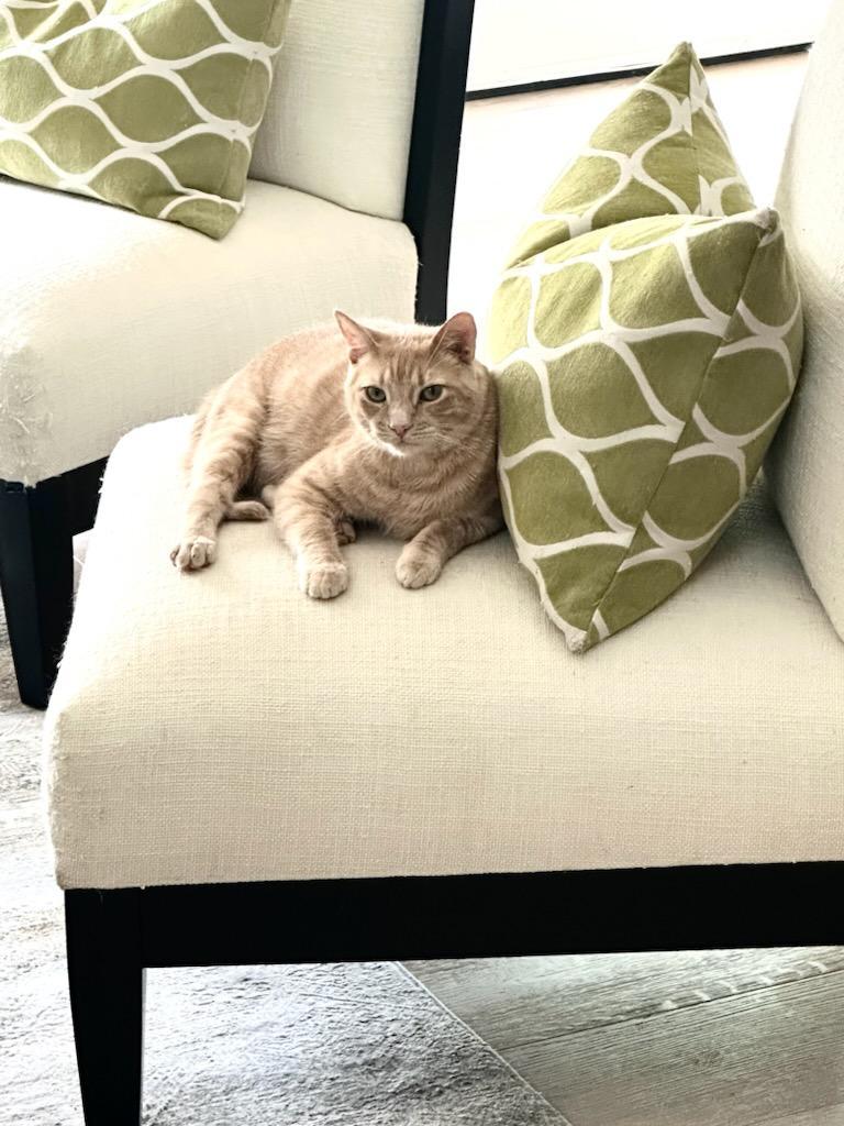 Cooper, Adoptable, Adult Male Tabby.