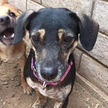 Enlarge Darcie, a Adoptable mixed breed in Phoenix, AZ image 2/5