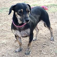 Enlarge Darcie, a Adoptable mixed breed in Phoenix, AZ image 3/5