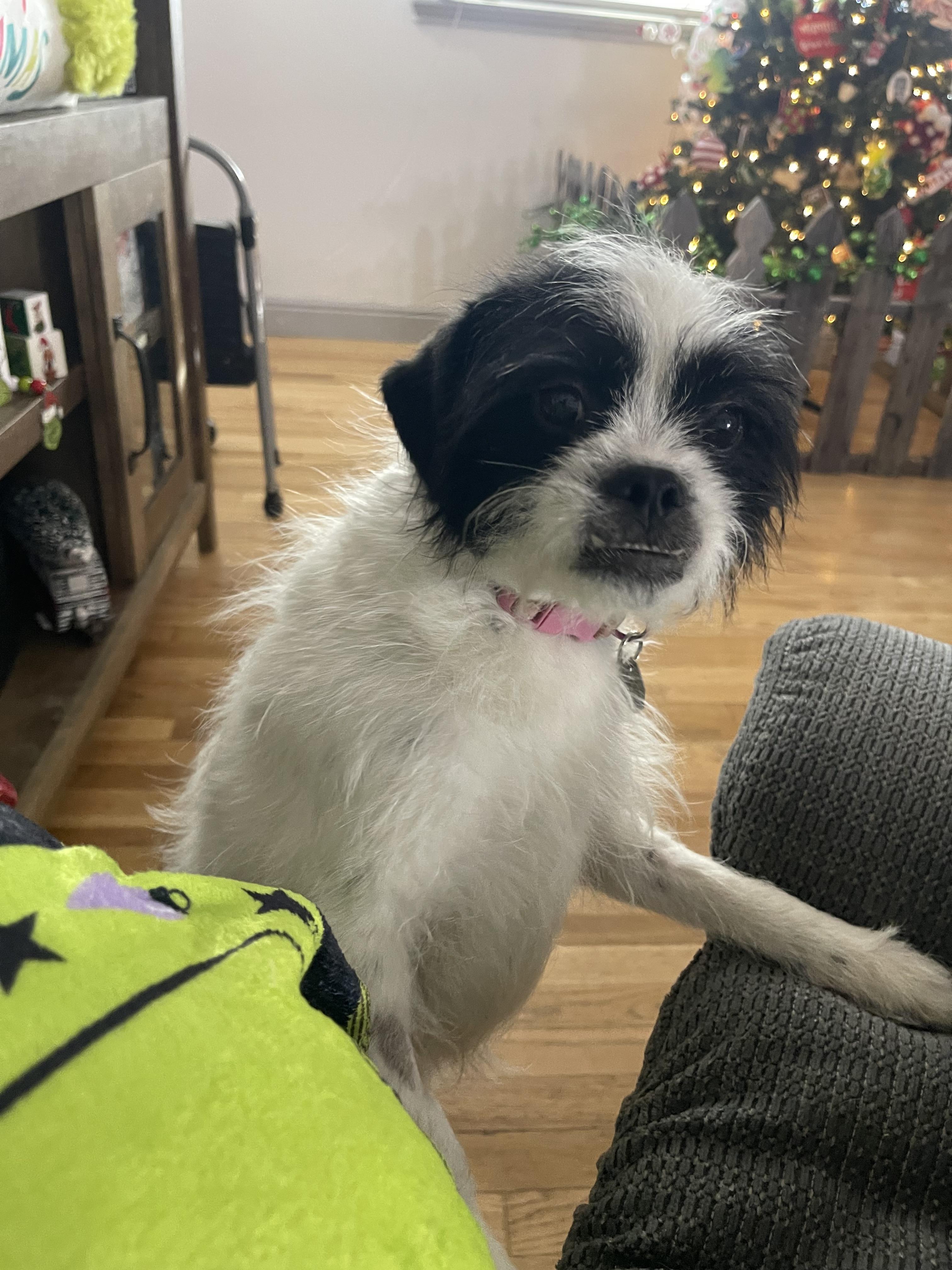 Merry, an adoptable Terrier in Salt Lake City, UT image 2/5