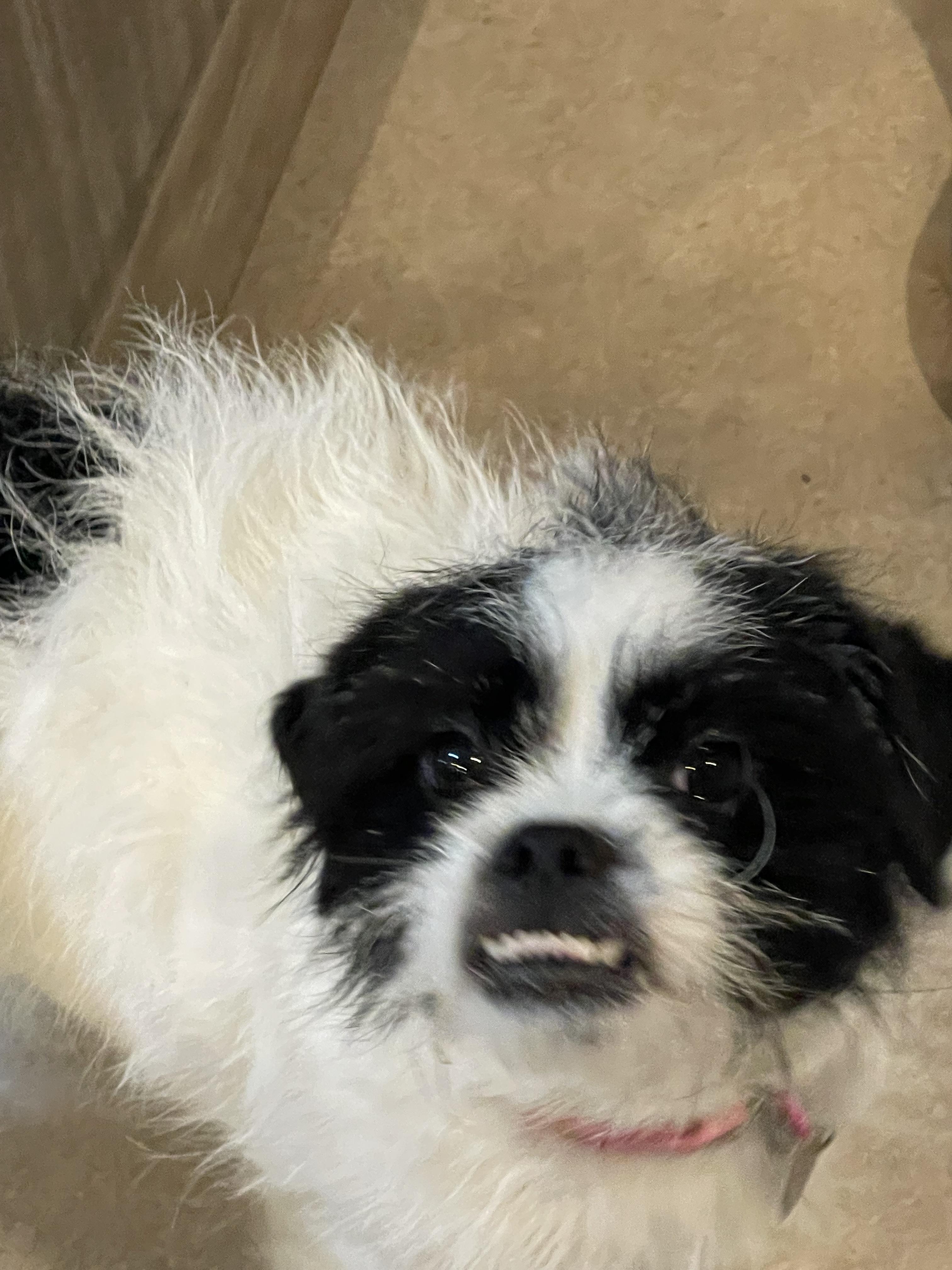 Merry, an adoptable Terrier in Salt Lake City, UT image 3/5