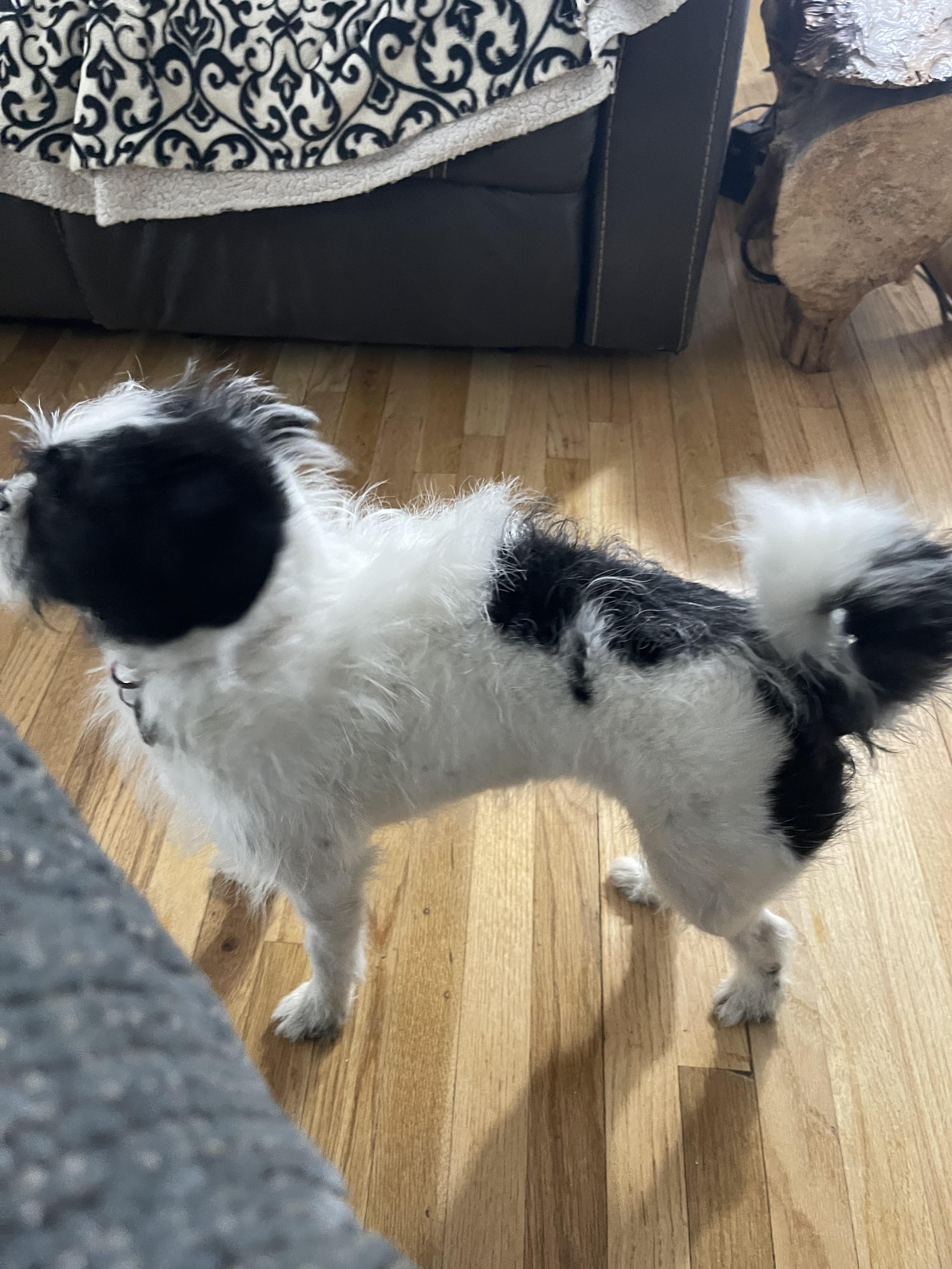 Merry, an adoptable Terrier in Salt Lake City, UT image 4/5