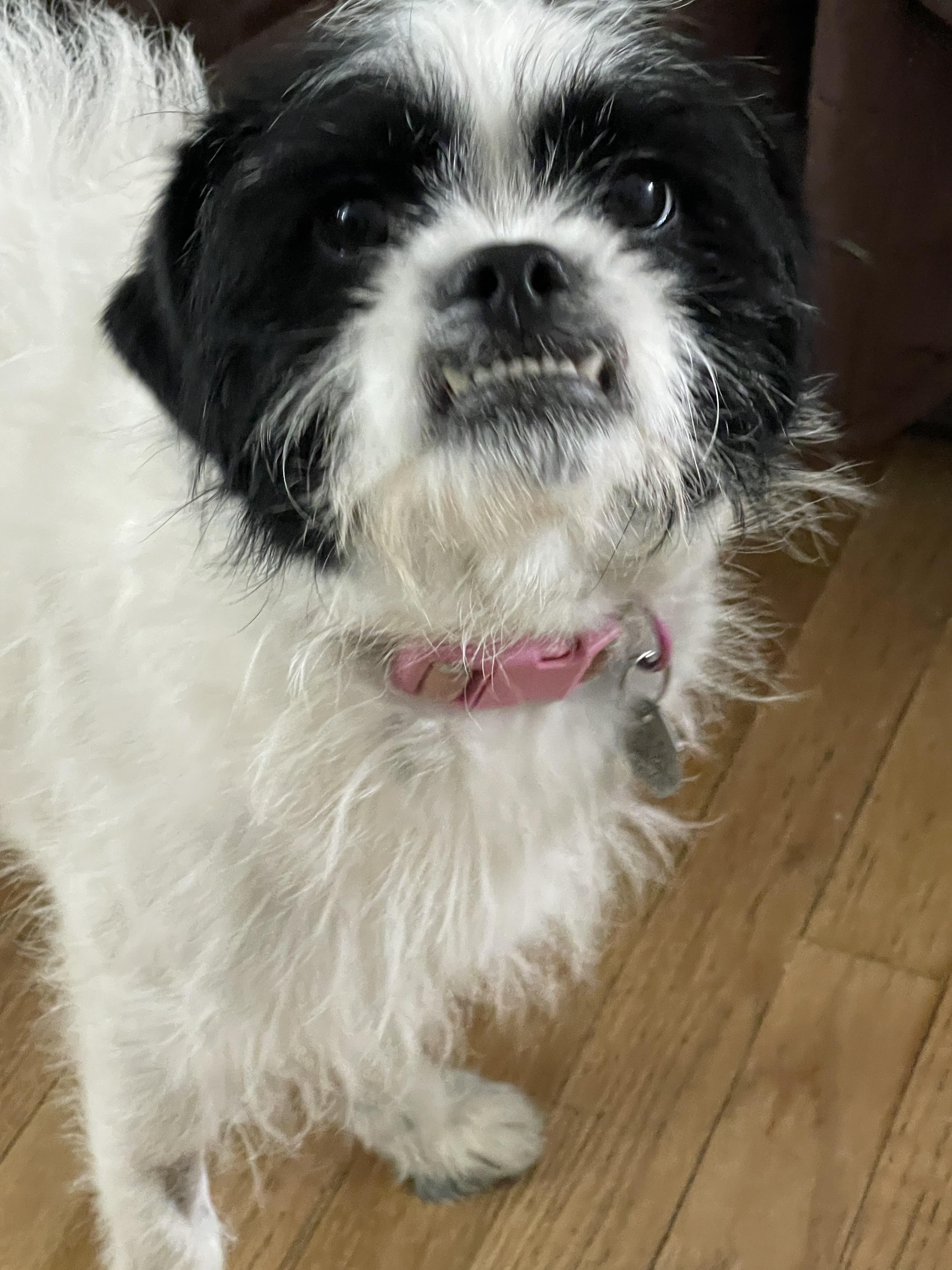 Merry, an adoptable Terrier in Salt Lake City, UT image 5/5