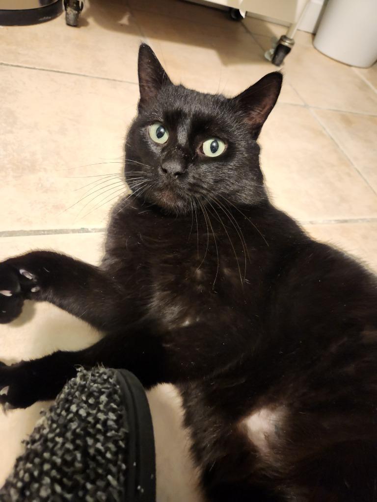 Coltrane, Adoptable, Adult Male Domestic Short Hair.