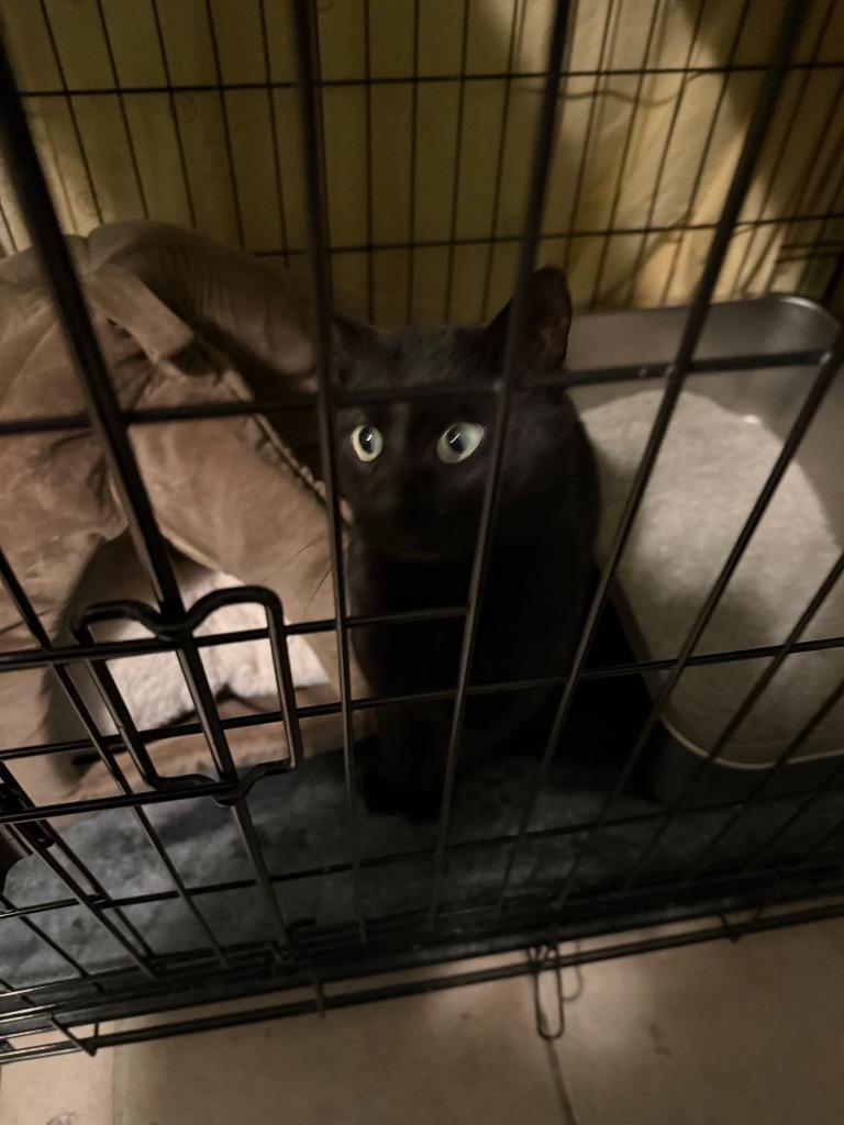 Coltrane, Adoptable, Adult Male Domestic Short Hair.