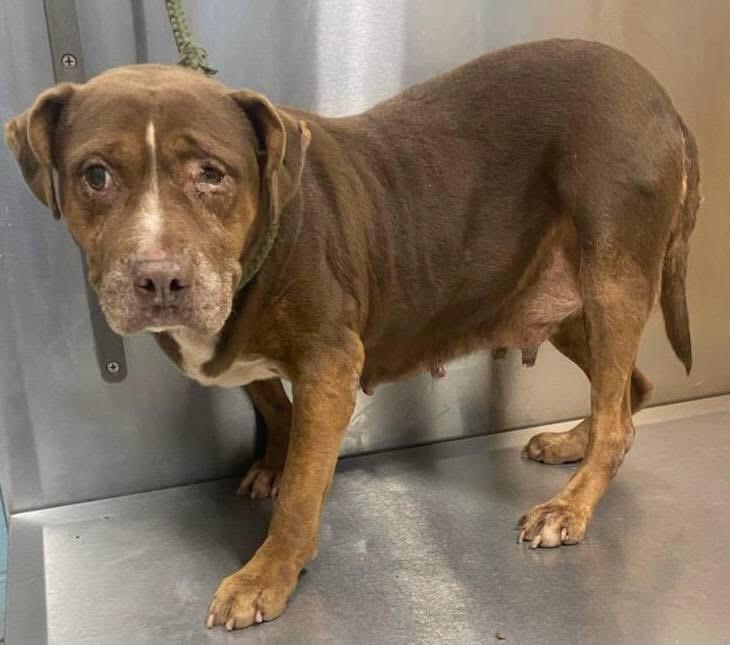Enlarge Beauty- my person went to hospice now I need a hero, a Adoptable Mixed Breed in augusta, ME image 2/2