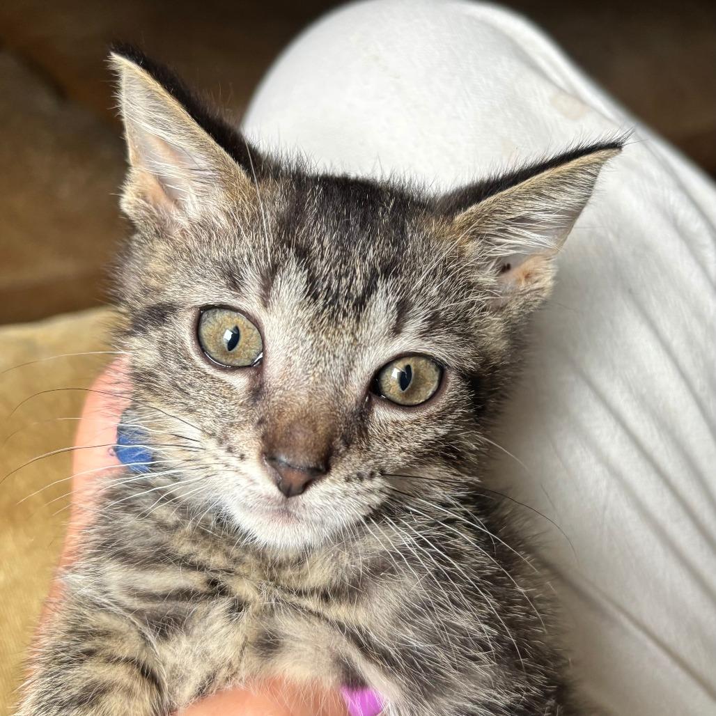 Enlarge Electric Slide, a Adoptable Domestic Short Hair in Evanston, IL image 1/3