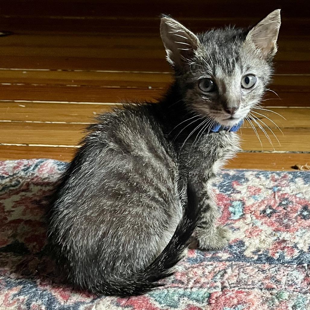 Enlarge Electric Slide, a Adoptable Domestic Short Hair in Evanston, IL image 2/3