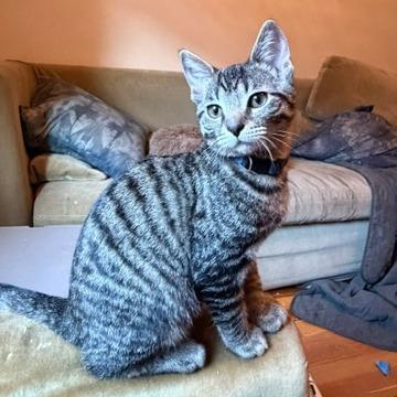 Enlarge Electric Slide, a Adoptable Domestic Short Hair in Evanston, IL image 3/3