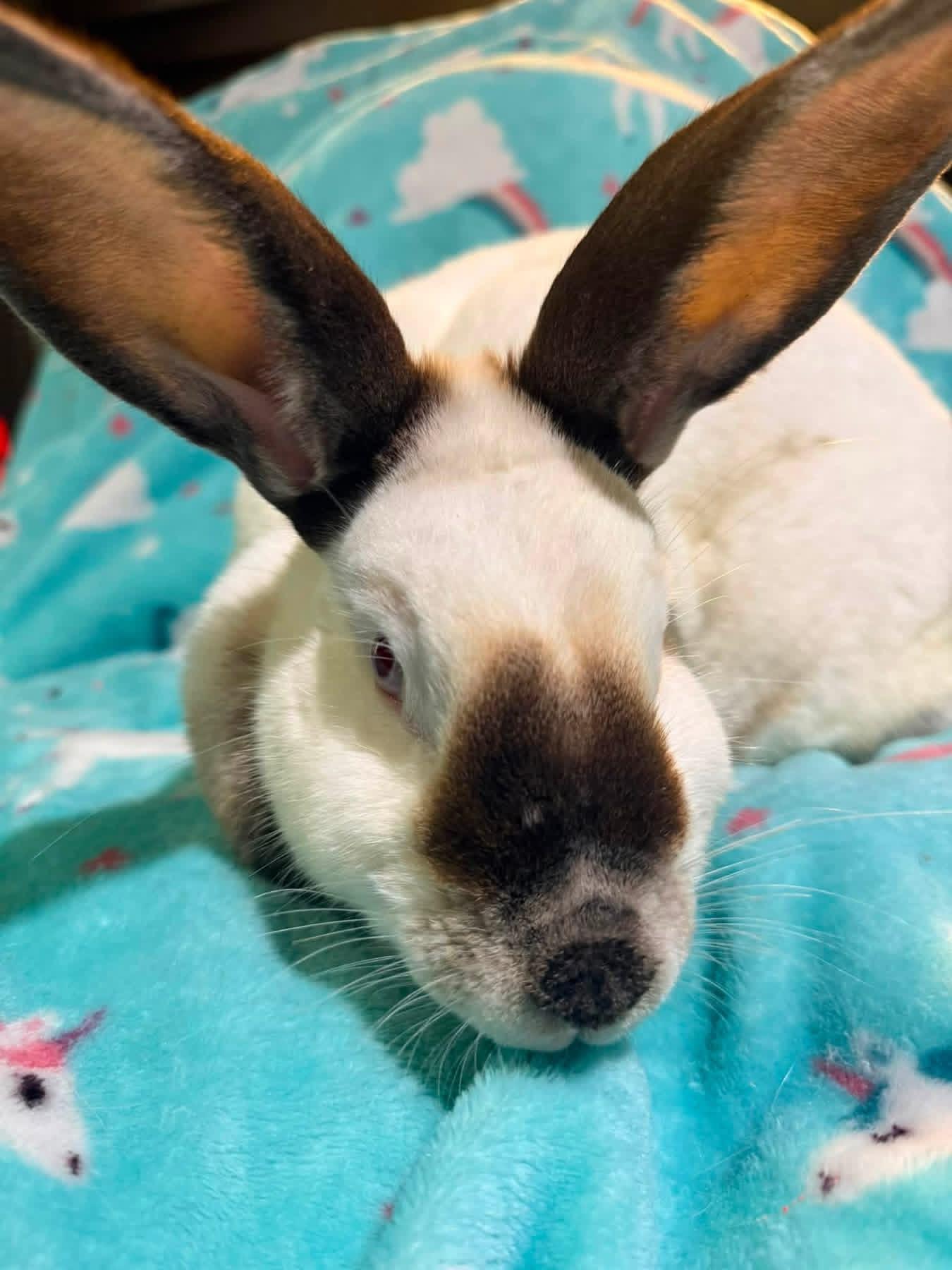 Enlarge Glory, a Adoptable Californian in St. Charles, MO image 3/3