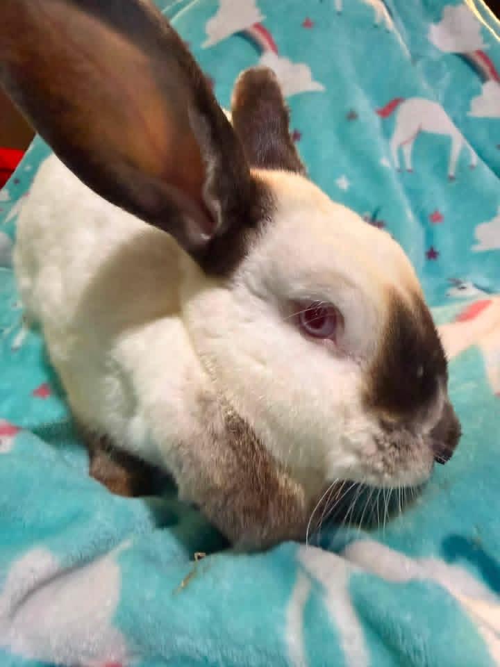 Enlarge Glory, a Adoptable Californian in St. Charles, MO image 2/3