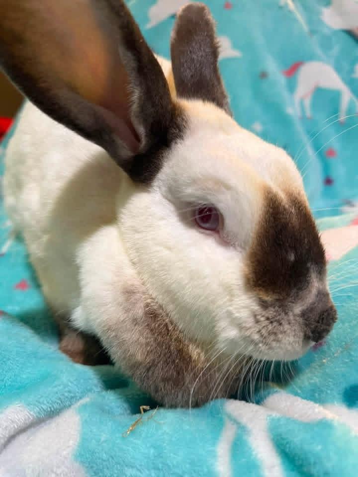 Enlarge Glory, a Adoptable Californian in St. Charles, MO image 1/3