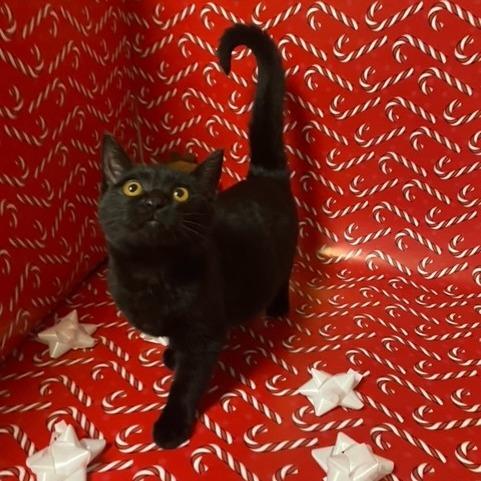 Nix, a Adoptable Domestic Short Hair in Chehalis, WA image 1/2