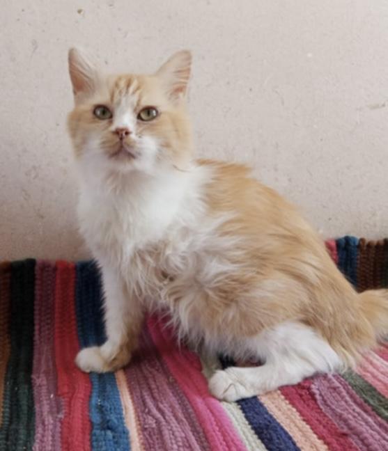 Jamila- 3 Legs, Adoptable, Adult Female Persian.