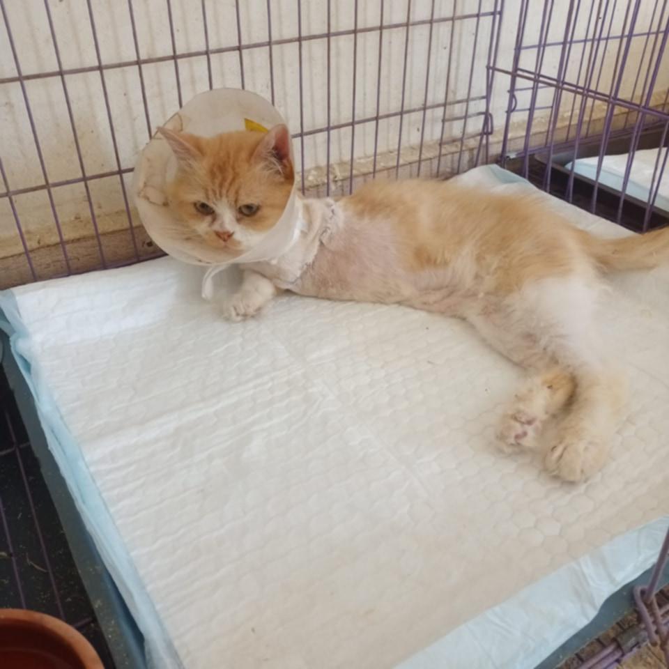 Enlarge Jamila- 3 Legs, a Adoptable mixed breed in Brampton, ON image 2/6