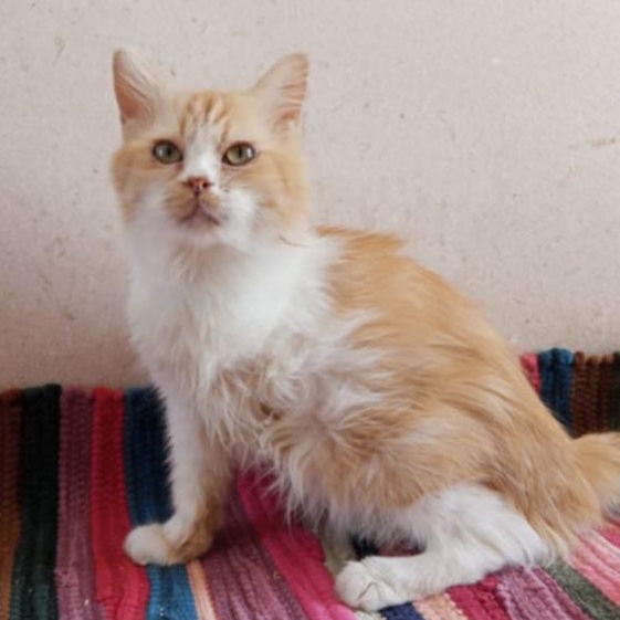 Enlarge Jamila- 3 Legs, a Adoptable mixed breed in Brampton, ON image 3/6