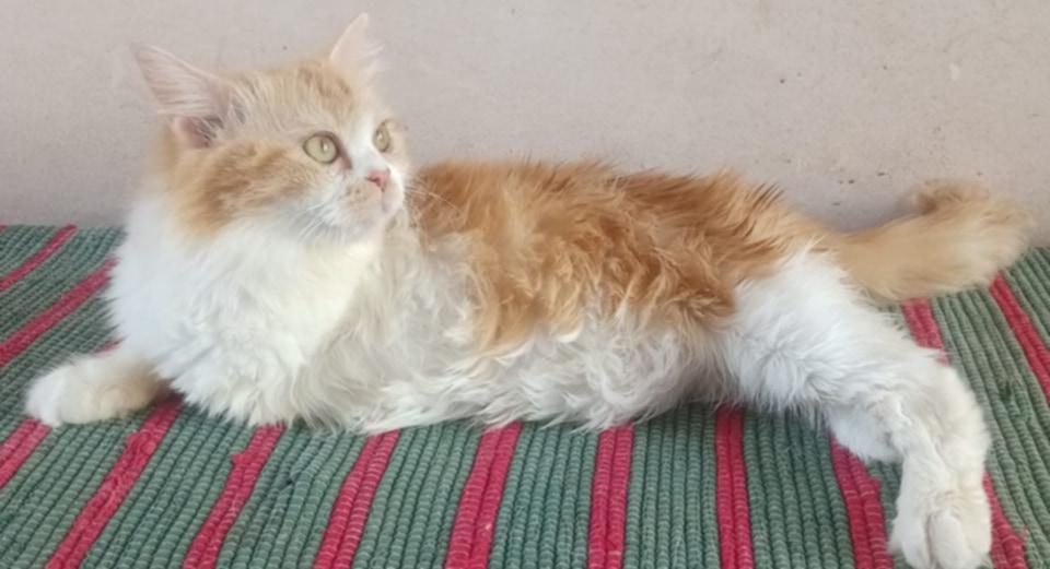 Enlarge Jamila- 3 Legs, a Adoptable mixed breed in Brampton, ON image 4/6