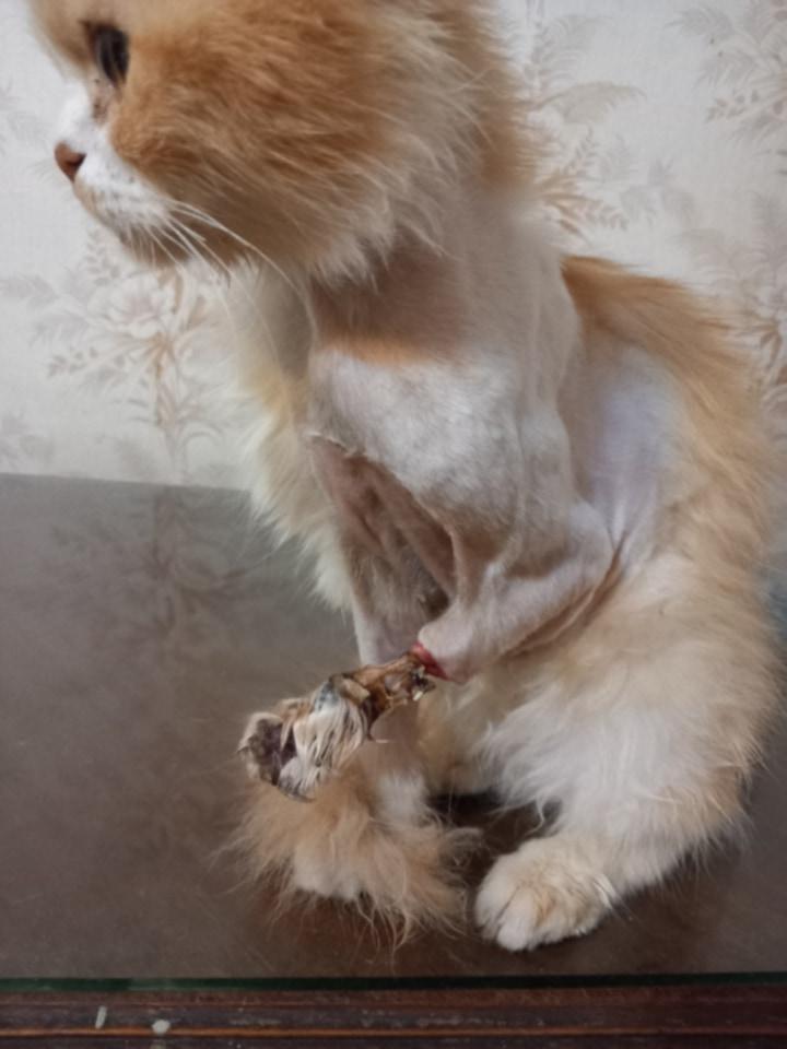 Enlarge Jamila- 3 Legs, a Adoptable mixed breed in Brampton, ON image 5/6