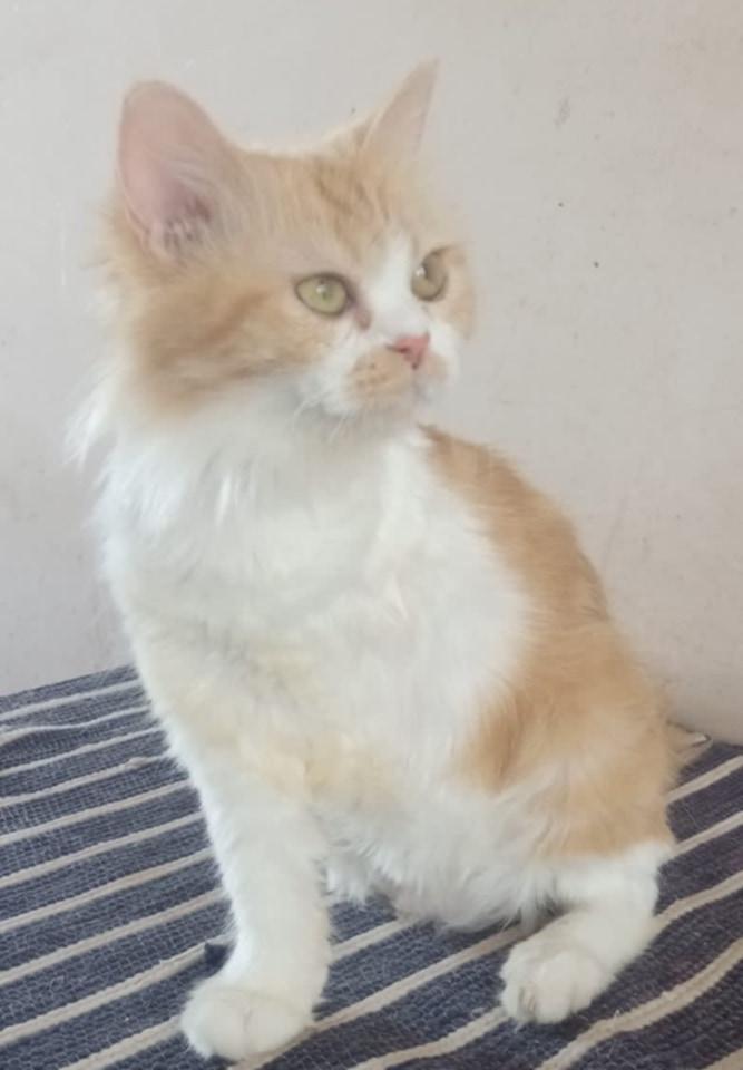 Enlarge Jamila- 3 Legs, a Adoptable mixed breed in Brampton, ON image 6/6